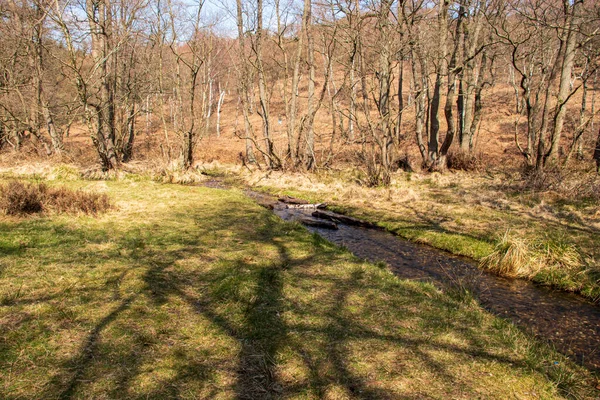 Cannock Chase Stepping Stones, England - Beautiful view with trees on a sunny April day