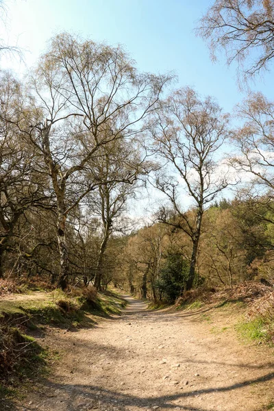 Cannock Chase Stepping Stones Inglaterra Bela Vista Com Árvores Dia — Fotografia de Stock