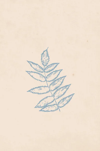 현대의 식물학적 예시입니다 현대적 디자인이다 지향적 나뭇잎들 베이지 푸른색 — 스톡 사진