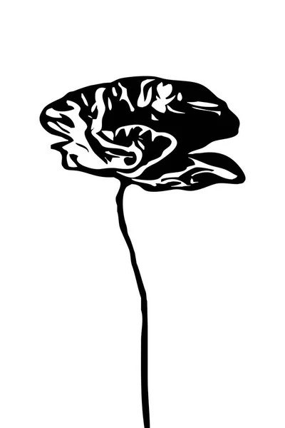 Иллюстрация Цветов Мака Черно Белое Печатное Искусство — стоковое фото