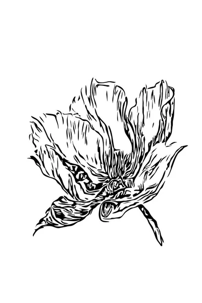 Poppy Flores Ilustração Arte Impressa Preto Branco — Fotografia de Stock