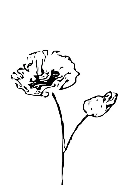 Poppy Flowers Illustration Black White Printable Art — Stock Photo, Image