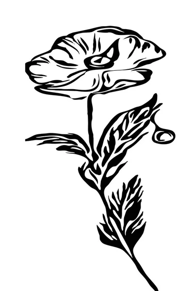 Ilustracja Makowych Kwiatów Czarno Biała Sztuka Drukarska — Zdjęcie stockowe