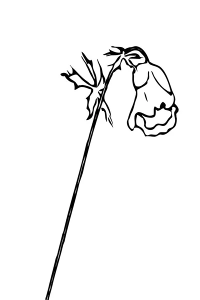 Poppy Bloemen Illustratie Zwart Wit Printbare Kunst — Stockfoto