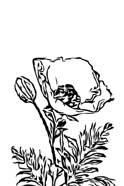 Poppy Flowers Illustration Black White Printable Art — Stock Photo, Image
