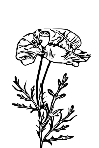 Εικονογράφηση Λουλουδιών Παπαρούνας Ασπρόμαυρη Εκτυπώσιμη Τέχνη — Φωτογραφία Αρχείου