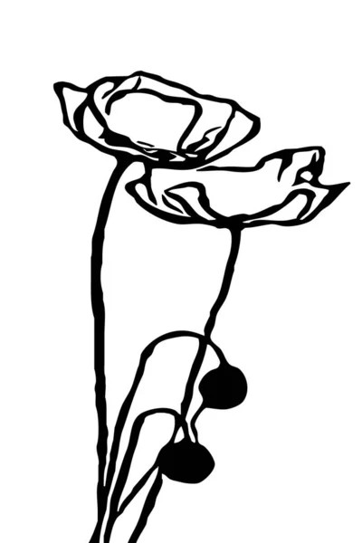 Poppy Flowers Illustration Black White Printable Art — Stock Photo, Image