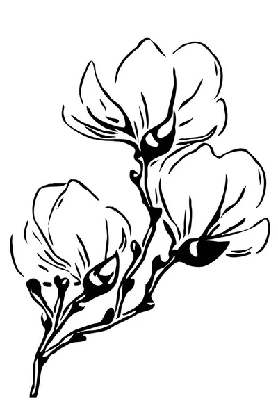 Illustration Noir Blanc Pour Impression Papier Peint Graphiques Magnolia Sur — Photo