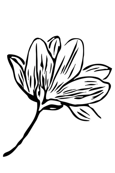 Svart Och Vit Illustration För Tryck Tapet Grafik Magnolia Vit — Stockfoto