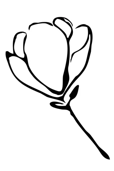 Ilustración Blanco Negro Para Imprimir Papel Pintado Gráficos Magnolia Sobre — Foto de Stock