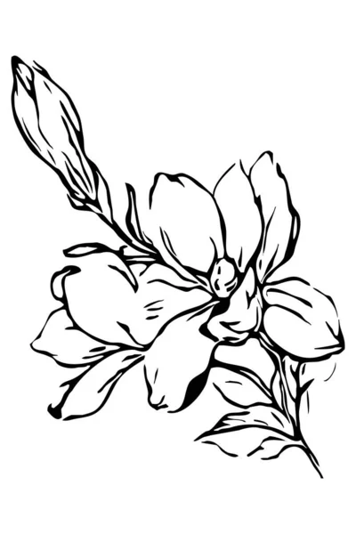 Schwarz Weiß Illustration Für Druck Tapete Magnoliengrafik Auf Weißem Hintergrund — Stockfoto