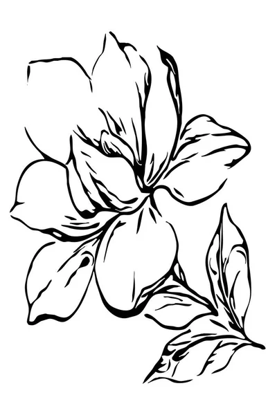 Illustration Noir Blanc Pour Impression Papier Peint Graphiques Magnolia Sur — Photo