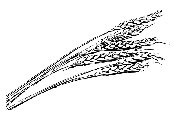 Графика Пшеничных Ушей Черно Белая Иллюстрация Печати Обои — стоковое фото
