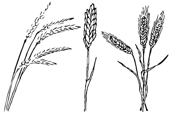 Gráficos Espigas Trigo Desenho Ilustração Cereal Preto Branco — Fotografia de Stock