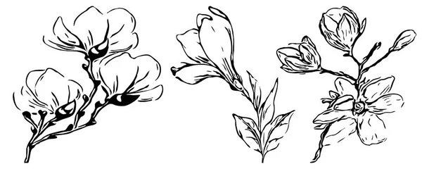 Colección Bocetos Botánicos Florales Magnolia Dibujos Flores Blanco Negro Con —  Fotos de Stock