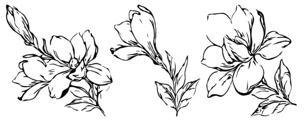 Collection Croquis Botaniques Floraux Dessins Fleurs Magnolia Noir Blanc Avec — Photo