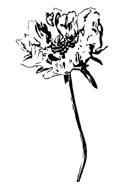 Illustration Botanique Dessin Floral Art Linéaire Noir Blanc Sur Fond — Photo