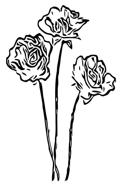 Ilustracja Botaniczna Rysunek Kwiatów Czarno Biała Linia Sztuki Białym Tle — Zdjęcie stockowe