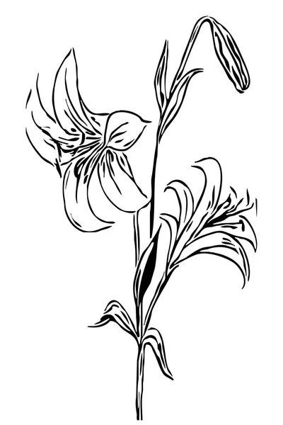 Illustrazione Botanica Disegno Floreale Linea Arte Bianco Nero Sfondo Bianco — Foto Stock