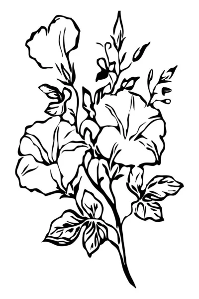 Ilustração Botânica Desenho Flores Preto Branco Arte Linha Sobre Fundo — Fotografia de Stock