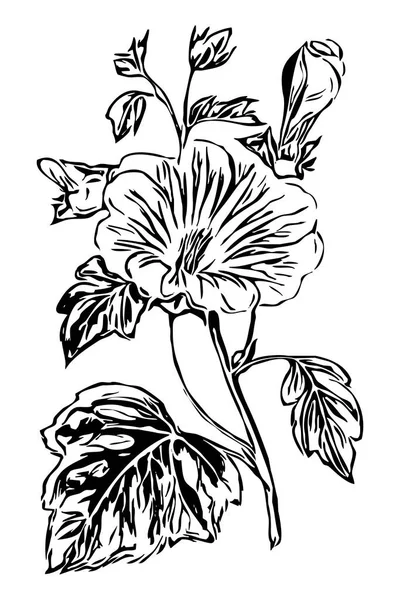 Kasvitieteellinen Kuvitus Kukkapiirustus Musta Valkoinen Viiva Taidetta Valkoisella Pohjalla — kuvapankkivalokuva