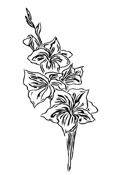 Botanická Ilustrace Květinová Kresba Černobílé Čáry Umění Bílém Pozadí — Stock fotografie