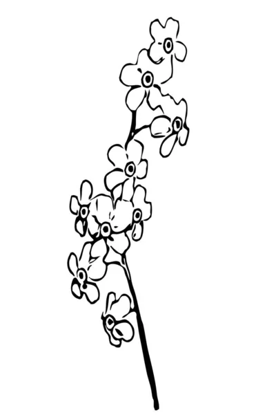 植物学说明 花的画 白色背景上的黑白线条艺术 — 图库照片