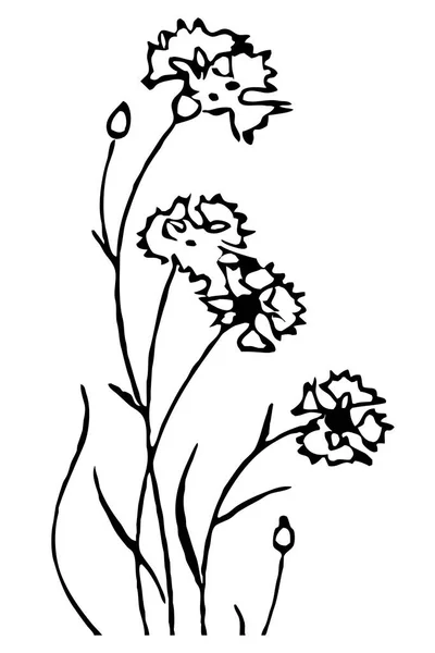 Βοτανική Απεικόνιση Ζωγραφική Λουλουδιών Μαύρο Και Άσπρο Γραμμή Τέχνης Λευκό — Φωτογραφία Αρχείου