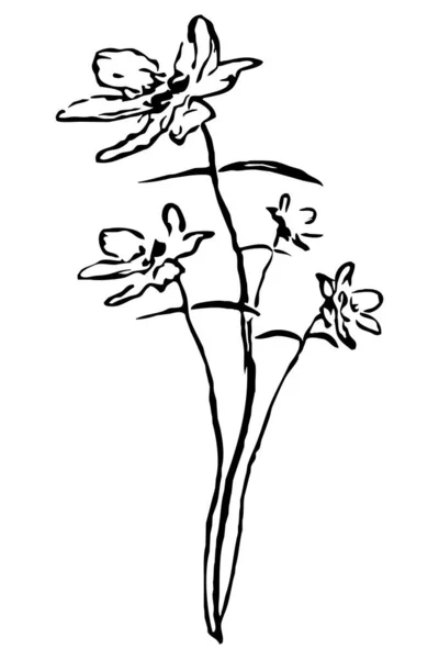 Botanisk Illustration Blomsterteckning Svart Och Vit Linje Konst Vit Bakgrund — Stockfoto