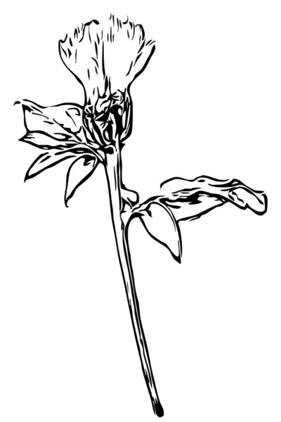 Botanical Illustration Flower Drawing Black White Line Art White Background — Stock Photo, Image