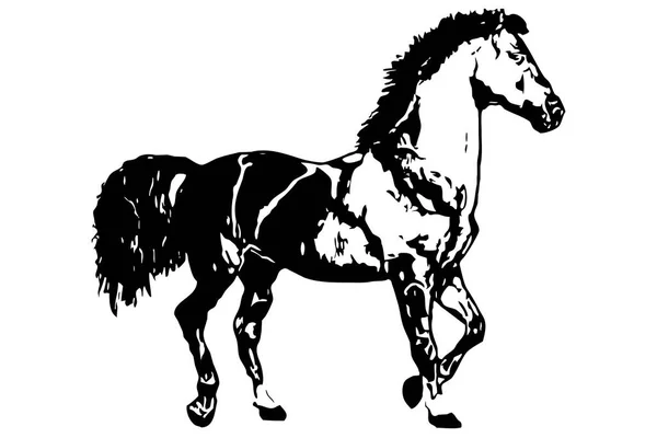 Graphics Black Horse White Background Use Icons Other Graphics Illustrations — Stock Photo, Image