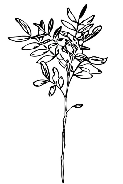 Botanische Illustration Linienkunst Verwendung Als Symbole Oder Anderen Grafiken Und — Stockfoto