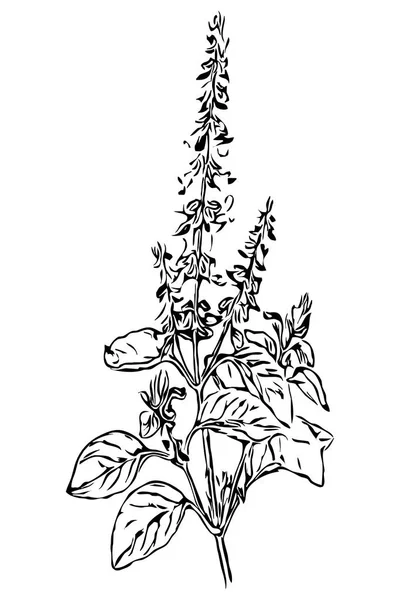 Botanical Illustration Line Art Use Icons Other Graphics Illustrations — Stock Photo, Image