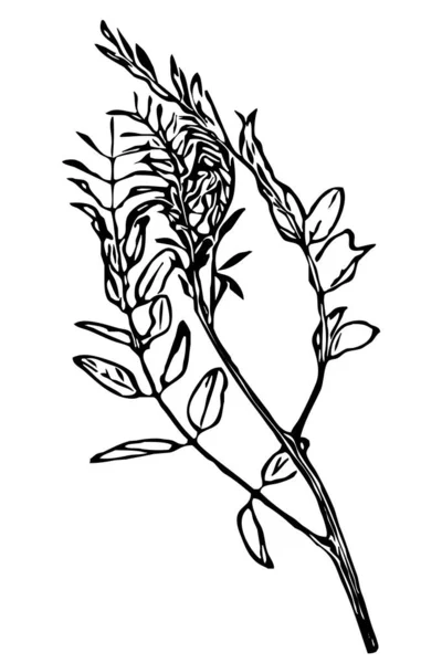Botanical Illustration Line Art Use Icons Other Graphics Illustrations — Stock Photo, Image
