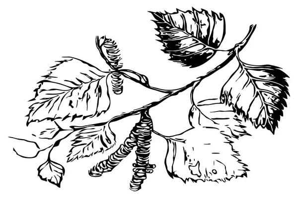 Ilustração Botânica Para Uso Como Ícones Outros Gráficos Ilustrações — Fotografia de Stock