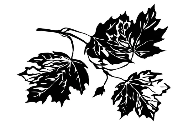Ilustração Botânica Para Uso Como Ícones Outros Gráficos Ilustrações — Fotografia de Stock