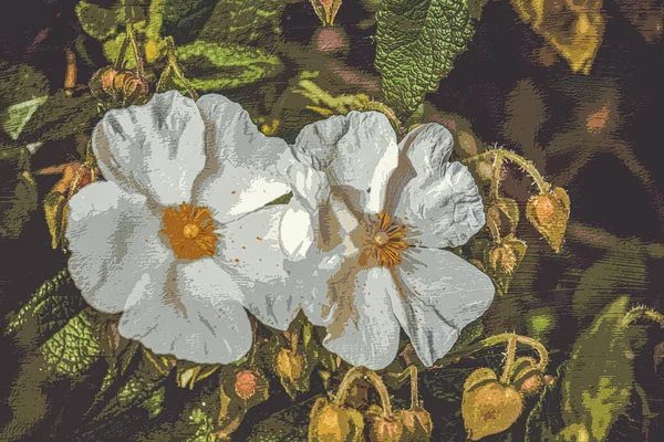 Nadruk Ilustracji Botanicznej Projektowanie Wnętrz Dekoracje Ścienne Obrazy Kwiat Ciemnym — Zdjęcie stockowe