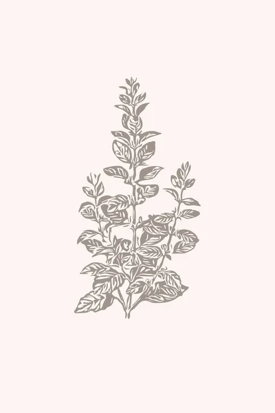 Druckbare Minimalistische Botanische Illustration Design Für Postkarten Umschläge Broschüren Wanddekorationen — Stockfoto