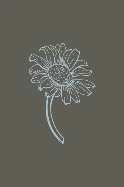Печатная Ботаническая Иллюстрация Настенное Натуральное Искусство Линейное Искусство Рисунок Растений — стоковое фото