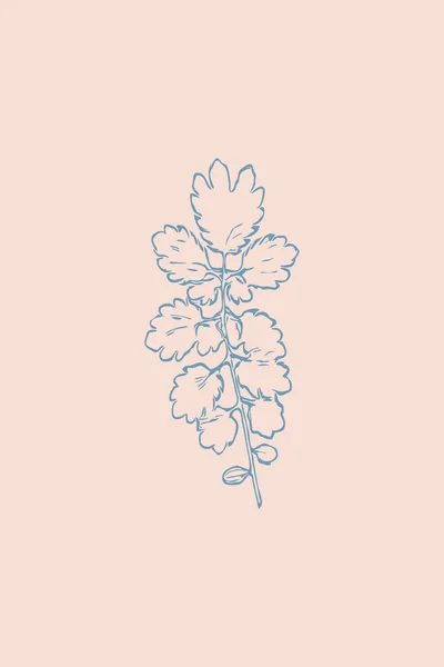 Minimalistyczna Ilustracja Grafika Ścienna Kwiaty Rośliny Zioła Ilustracji Projekt Druku — Zdjęcie stockowe