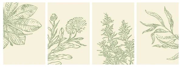 Uppsättning Botaniska Illustrationer Minimalistisk Stil Och Neutrala Färger För Affisch — Stock vektor