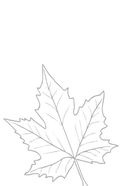 Печатная Ботаническая Иллюстрация Домашний Декор Настенные Картины Серые Листья — стоковое фото