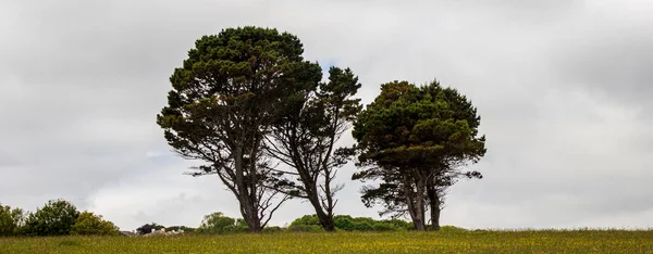 Brixham Devon Großbritannien Europa Panorama Mit Bäumen — Stockfoto