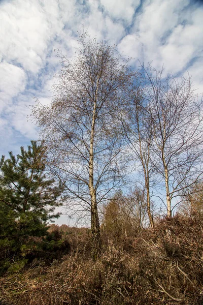 Sutton Park West Midlands England Stromy Proti Obloze — Stock fotografie