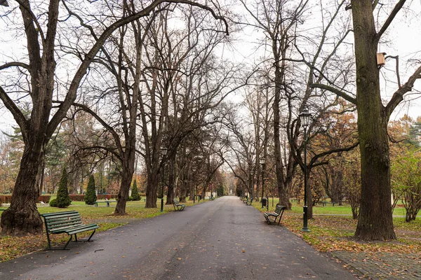 Hojas Amarillas Los Árboles Otoño Parque Cracovia Polonia —  Fotos de Stock