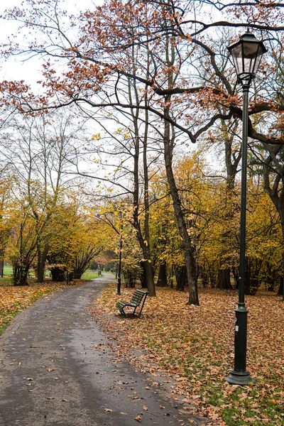 Hojas Amarillas Los Árboles Otoño Parque Cracovia Polonia —  Fotos de Stock