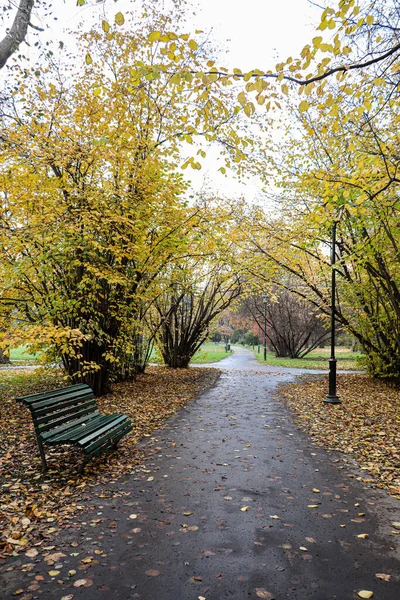 Hojas Amarillas Los Árboles Otoño Parque Cracovia Polonia —  Fotos de Stock