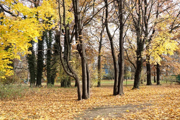 나뭇잎 나무에 크라코프 공원의 폴란드 — 스톡 사진