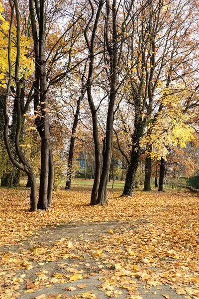 Yellow Leaves Trees Autumn Park Krakow Poland — Stock Photo, Image