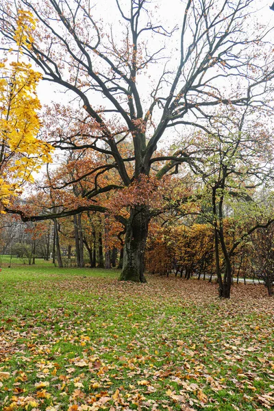 Sárga Levelek Fákon Ősz Krakkói Parkban Lengyelország — Stock Fotó